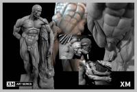 Male Sixth Scale Superficial Muscle Anatomy Model écorché  anatomický model člověka