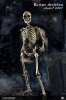 Human Skeleton The Diecast Alloy Sixth Scale Figure
