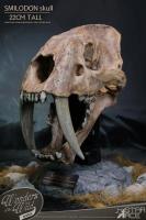 Saber-Toothed Tiger Smilodon Populator The Wonders of the Wild Skull Fossil
